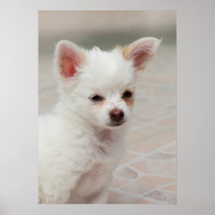 Poster Um cachorrinho Chihuahua em um jardim