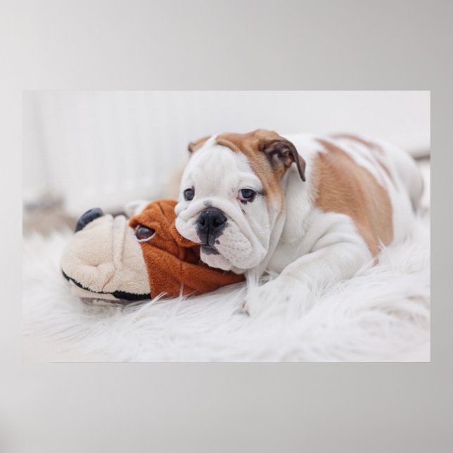 Pôster Um cachorro Bulldog Inglês Brincando Com Um Bulldo (Frente)