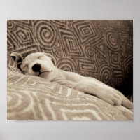 Um Cachorro Cansado