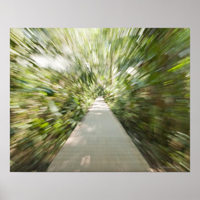 Poster Um caminho de madeira através da floresta tropical (Frente)