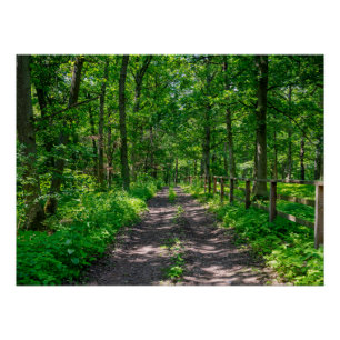 Pôster Um caminho na floresta verde