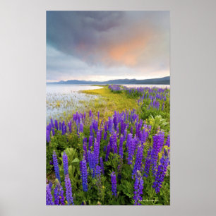 Poster Um campo de wildflowers do Lupine na costa norte