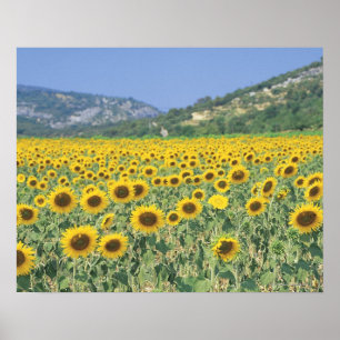 Poster um campo dos girassóis