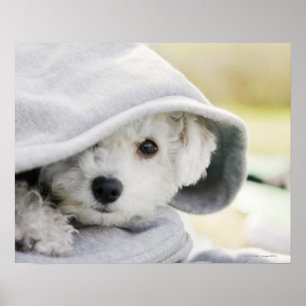 Pôster um cão branco que veste uma capa da camisa