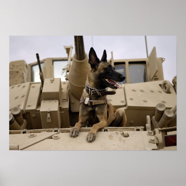 Poster Um cão de trabalho militar senta-se num M2A3 (Frente)