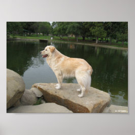 Poster Um Cão Em Um Lago