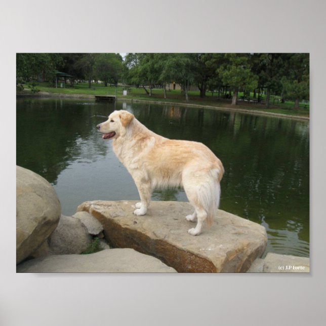 Poster Um Cão Em Um Lago (Frente)