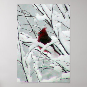 Poster Um cardeal vermelho bonito nos arbustos cobriu a