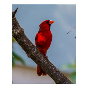 Pôster Um Cartaz Glossy 20 x 25 de um Cardinal