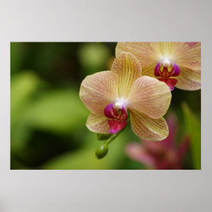 Pôster Um casal agradável