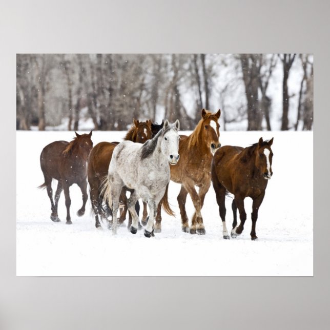 Poster Um Cena de Inverno de Cavalos Correntes (Frente)