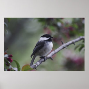 Pôster Um Chickadee