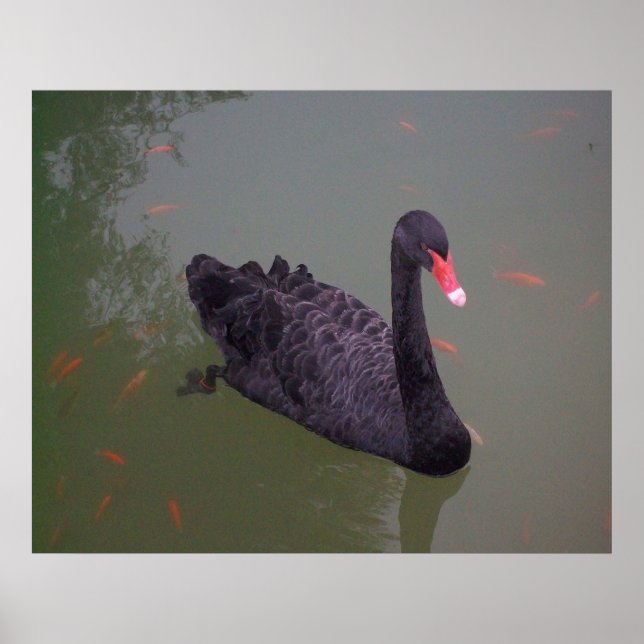 Poster Um cisne negro na água (Frente)