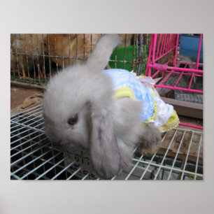 Poster Um coelho num vestido か わ い い 幸 せ