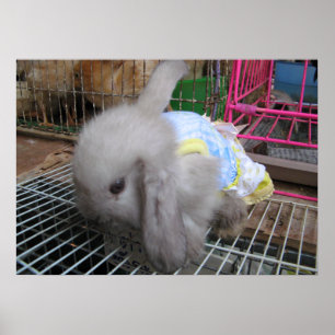 Poster Um coelho num vestido か わ い い 幸 せ