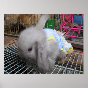 Poster Um coelho vestido かわいい Feliz