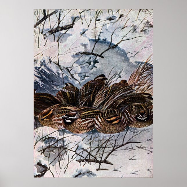 Pôster Um Covarde Bobwhites (Frente)