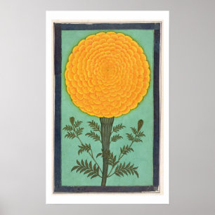 Pôster Um cravo-de-defunto, do álbum pequeno de Clive