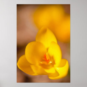 Pôster Um croco amarelo floresce em Portsmouth, Novo