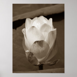 Pôster Um dia na série Pond