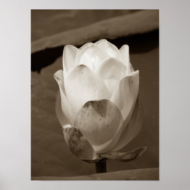 Pôster Um dia na série Pond (Frente)