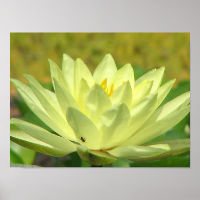 Pôster Um dia na série Pond (Frente)