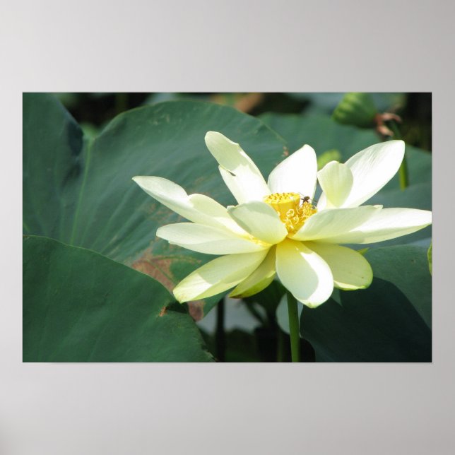 Poster Um dia na série Pond (Frente)