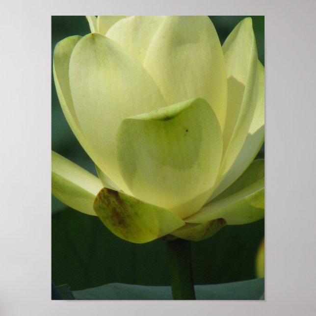 Pôster Um dia no lago (Frente)