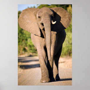 Poster Um Elefante Africano (Loxodonta Africana) Anda