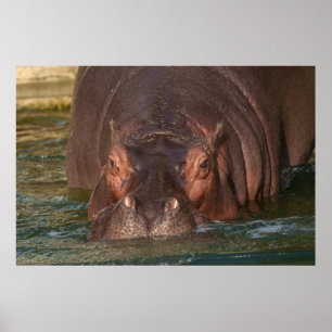 Poster Um Encontro Imediato com um Hippopotamus