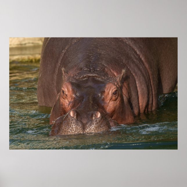 Poster Um Encontro Imediato com um Hippopotamus (Frente)
