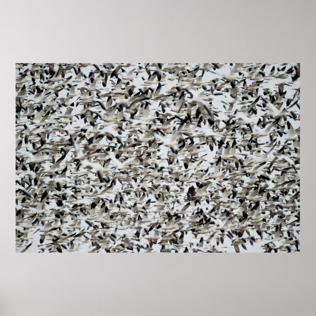 POSTER UM ENORME FLOCK DENSO DE GÊNESE DE NEVE VOA JUNTO  (Frente)