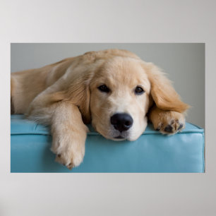 Poster Um filhote de cachorro do golden retriever