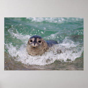 Pôster Um filhote de foca surfando