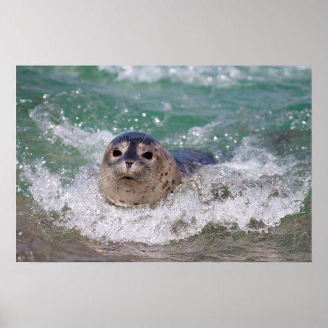 Pôster Um filhote de foca surfando (Frente)