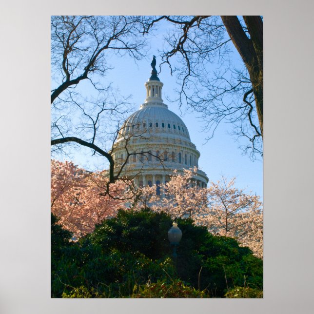 Pôster Um Flor da Cereja Capital (Frente)