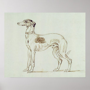 Poster Um galgo, enfrentando à esquerda (caneta & tinta