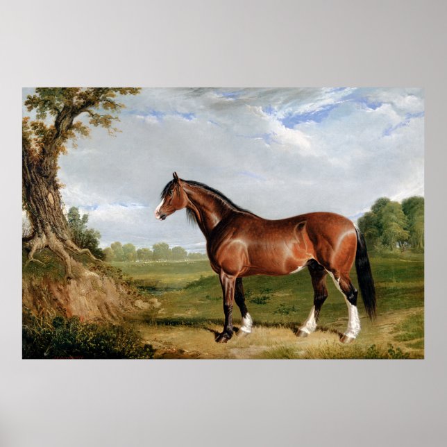 Poster Um Garanhão Clydesdale (Frente)