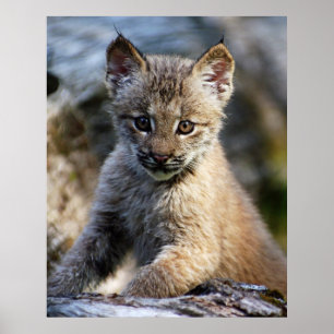 Pôster Um gatinho canadense pequeno bonito do lince
