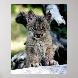 Pôster Um gatinho canadense pequeno bonito do lince