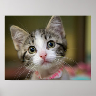 Poster Um gatinho fofo com olhos verdes