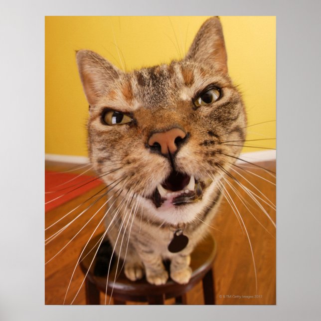 Pôster Um gatinho humorístico senta-se num banco (Frente)