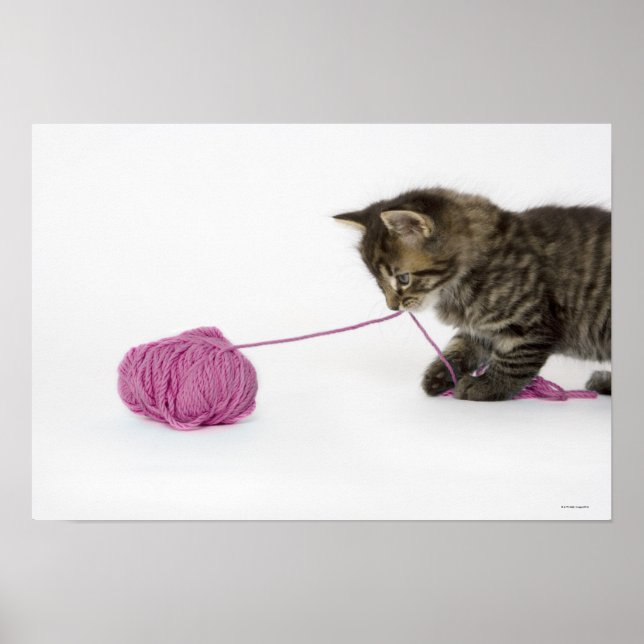 Poster Um gatinho jovem brincando de mesa (Frente)