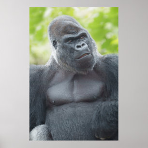 Poster Um Gaze de Silverback