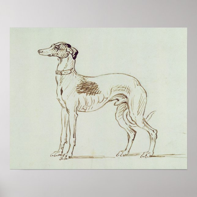 Poster Um Greyhound, virado para a esquerda (caneta e tin (Frente)