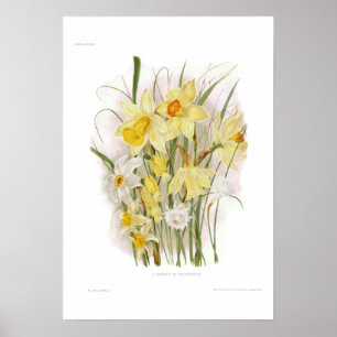 Pôster Um grupo de Daffodils