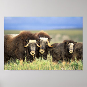 Pôster Um grupo de muskoxen consulta em arbustos do