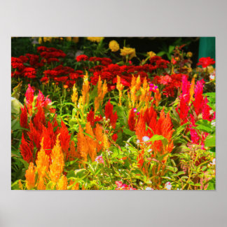 Poster Um grupo de Penas do Príncipe de Gales