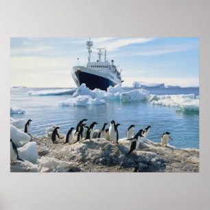 Pôster Um grupo de pinguins que estão em uma praia gelad