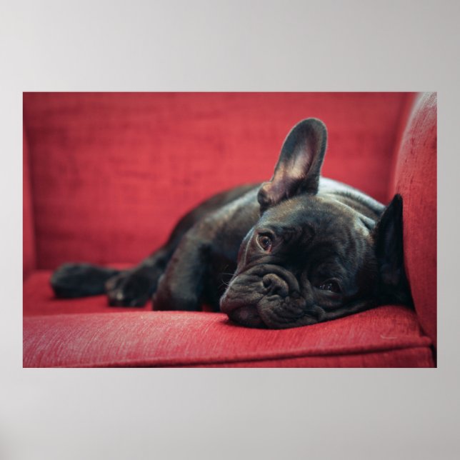 Pôster Um Jovem Bulldog Francês Deitado Em Um Sofá (Frente)